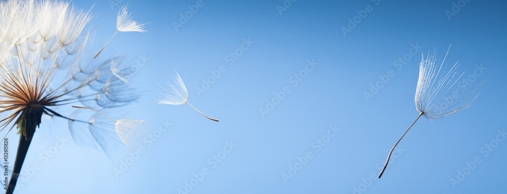 Naklejka premium latające nasiona mniszka lekarskiego na niebieskim tle