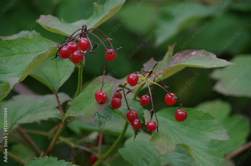 beeren beeren