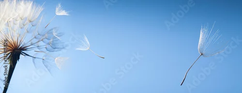 Panel kuchenny z motywem flying dandelion seeds on a blue background