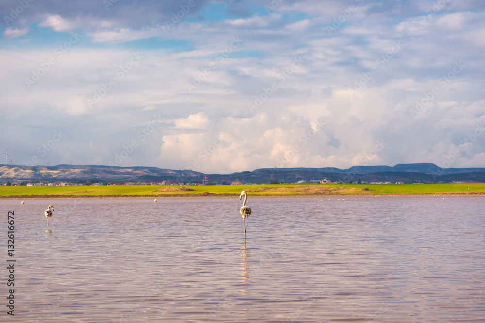 Naklejka premium Flamingos at the salt lake of Larnaca, Cyprus