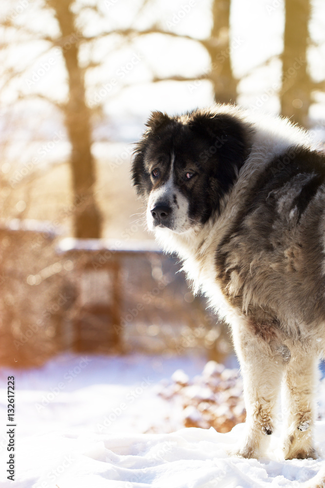 Caucasian Shepherd dog outside on a sunshine winter day Caucasian Shepherd dog outside on a sunshine winter day