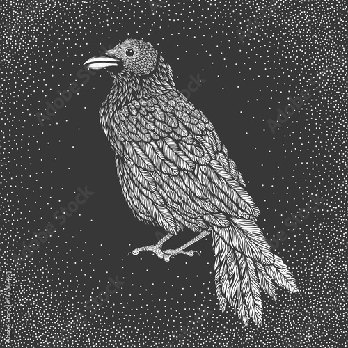 Illustration of raven line art style. Vector illustration of crow hand drawn