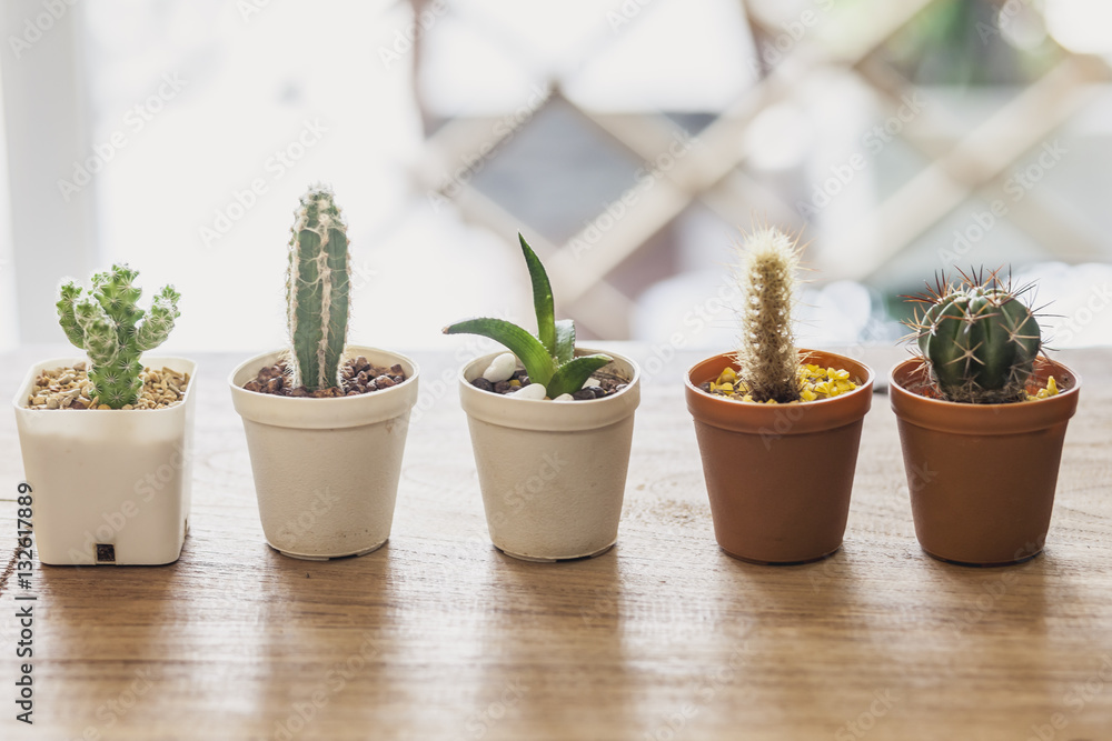 Cactus pots Cactus pots