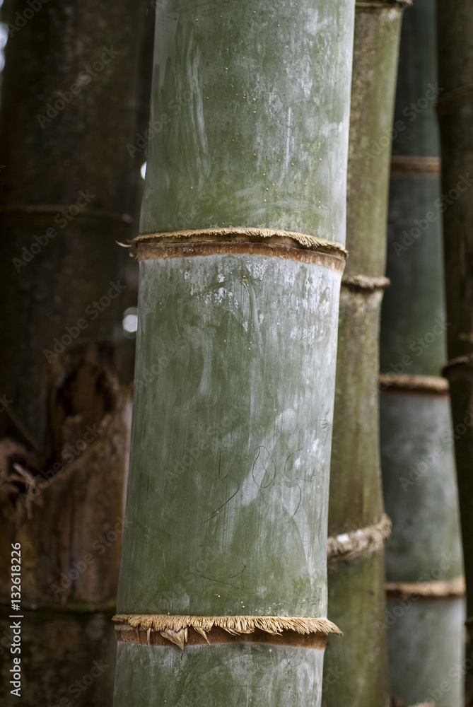Fototapeta premium Bambou, Phyllostachys nigra 'Henonis'