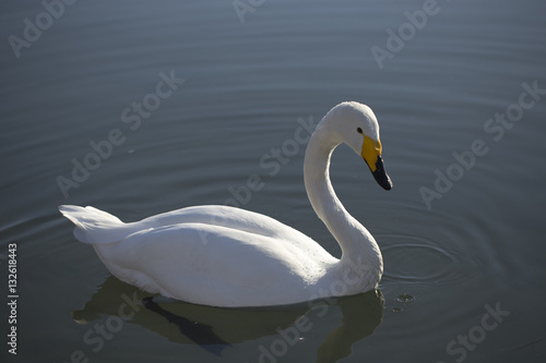 White swan floating on the lake.