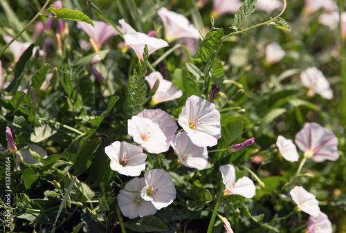 Cuadro en lienzo bindweed on the field at noon