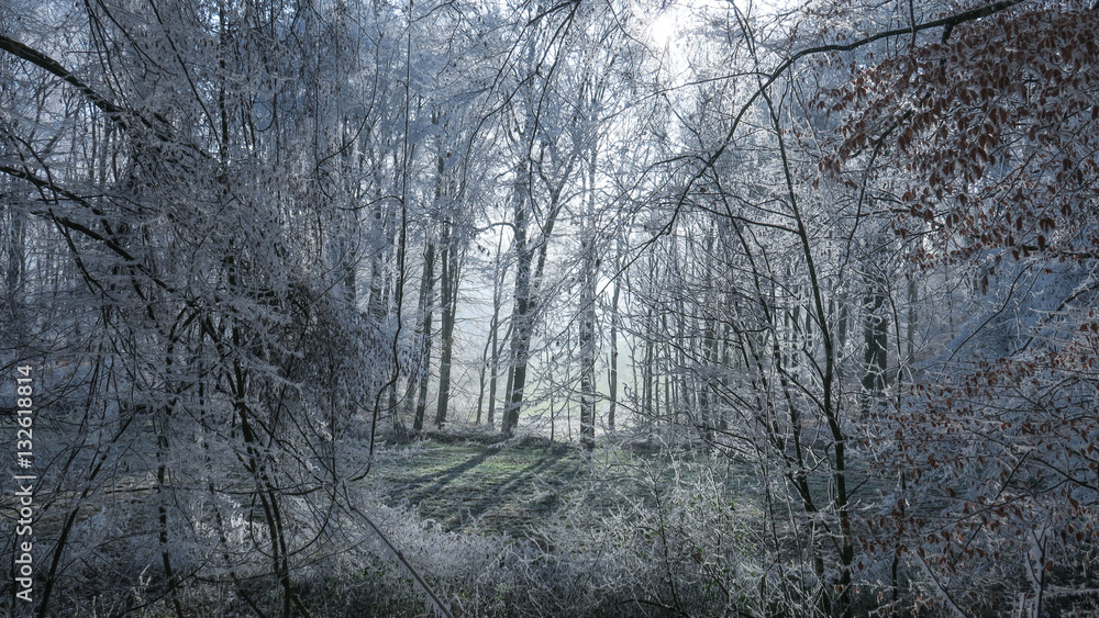 Lichtdurchfluteter Winterwald