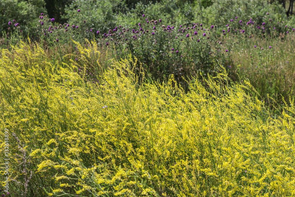 Thickets of wild yellow Melilot (Melilotus officinalis) in a mea Thickets of wild yellow Melilot (Melilotus officinalis) in a mea