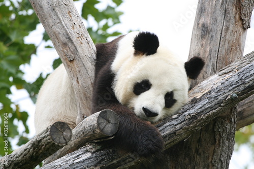 Fototapeta Naklejka Na Ścianę i Meble -  Panda Géant