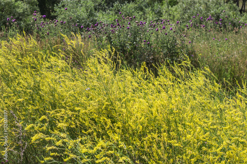 Thickets of wild yellow Melilot (Melilotus officinalis) in a mea