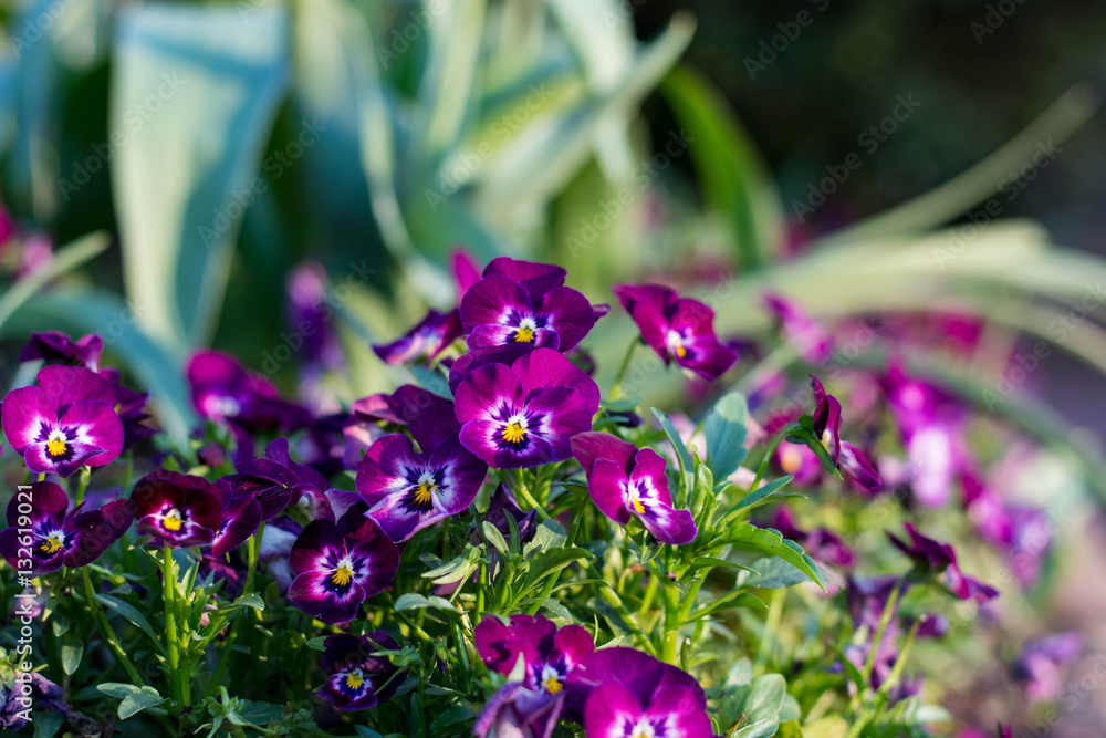 Purple pansy flowers at a botanical garden.