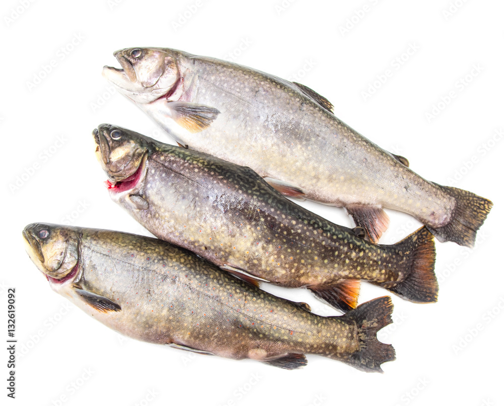 native brook trout isolated over a white background