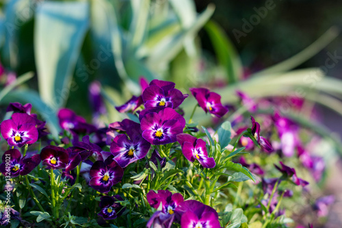 Obraz na płótnie Purple pansy flowers at a botanical garden. w salonie