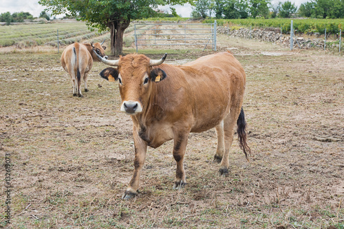 cow to walk in the pasture