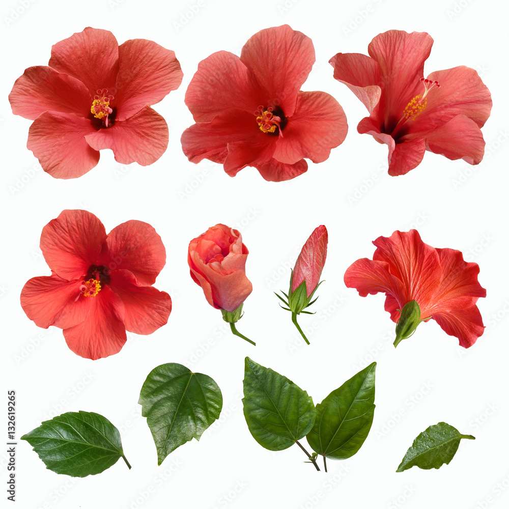 pink hibiscus flowers buds and leaves pink hibiscus flowers buds and leaves