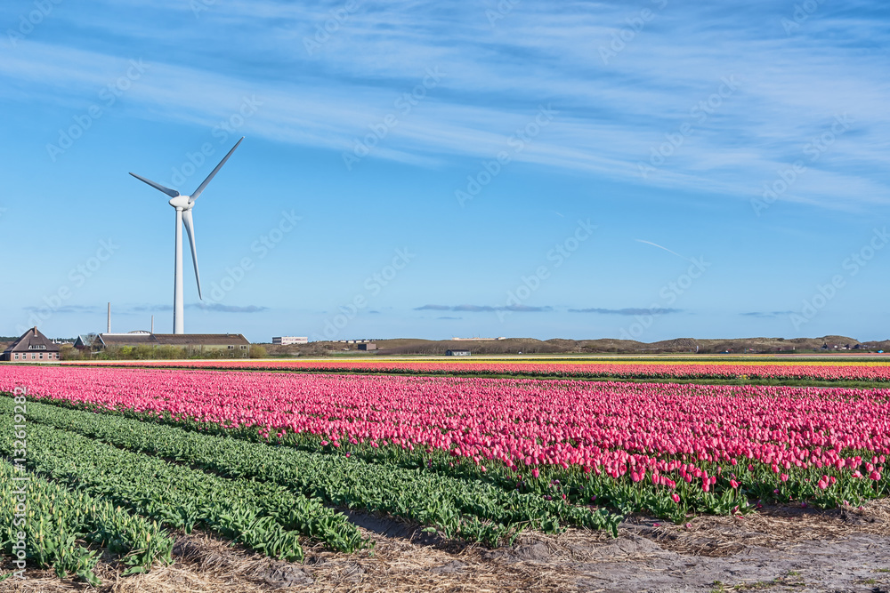 Tulip fields on background windmill