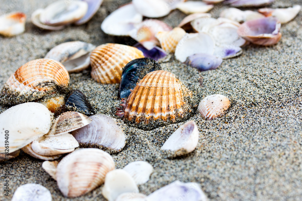 Sea shell on sand beach close up.