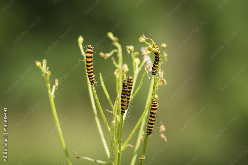 Yellow and black striped Cinnabar caterpillars feeding