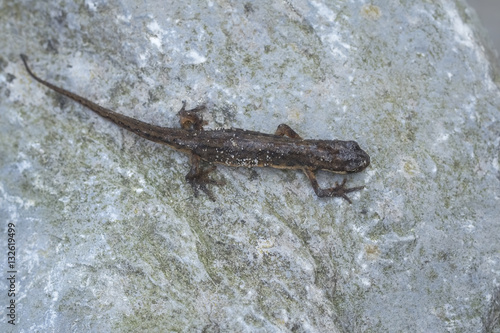 Smooth newt Lissotriton vulgaris portrait