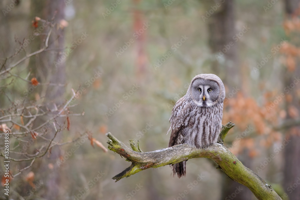 Fototapeta premium Great grey owl on tree branch