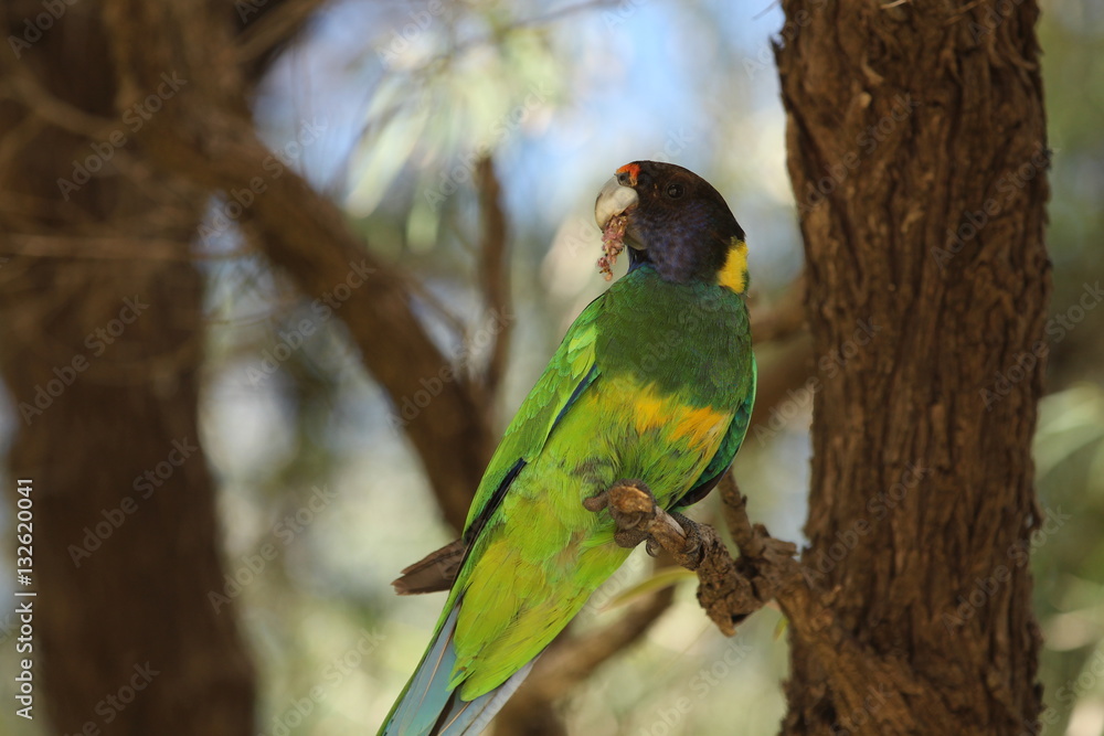 Fototapeta premium Perroquet australie