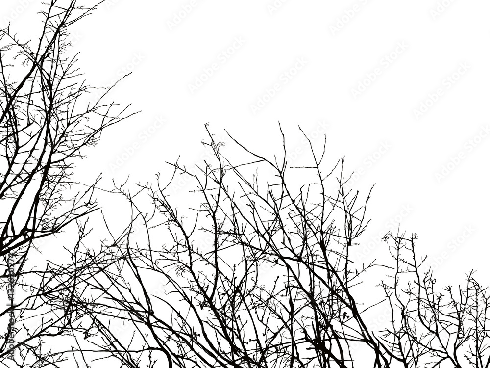 Tree branch silhouette