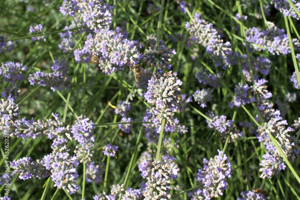 Lavendel Lavendel
