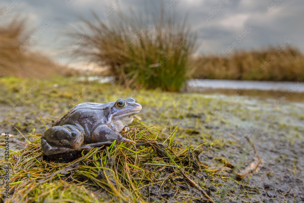 Fototapeta premium Blue Moor frog in breeding habitat