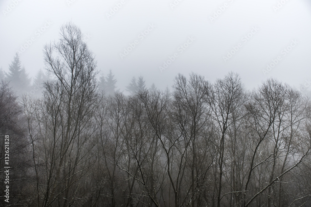 Frozen winter trees in forest the fog foggy day Frozen winter trees in forest the fog foggy day