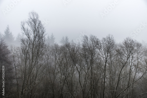 Frozen winter trees in forest the fog foggy day