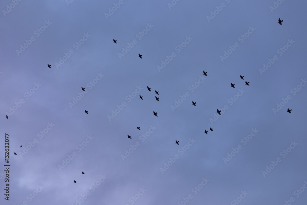 Birds silouettes on blue sky