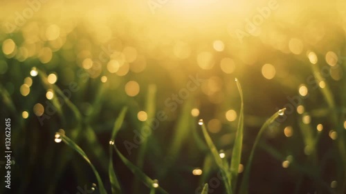 Fresh spring morning grass with dew in the sunrise
