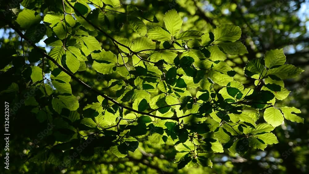 Light from trees in the forest. Natural composition