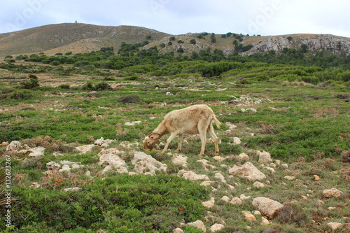 Bergziege,Mallorca