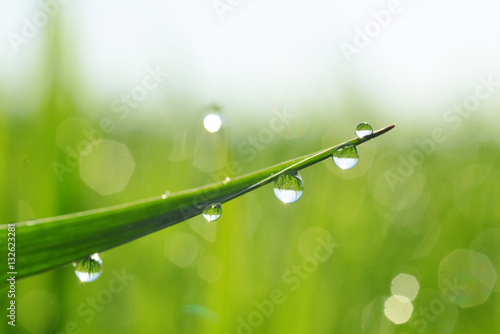 Fototapeta Beautiful macro photohraph of fresh dew drops on grass in the morning. Nature abstract detail.
