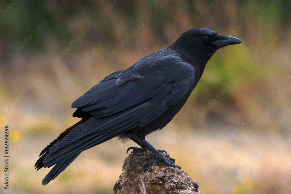 American Crow American Crow