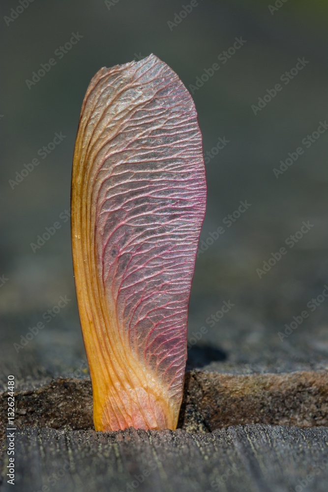 Macro Maple seed. Close up of a tree seed pod.