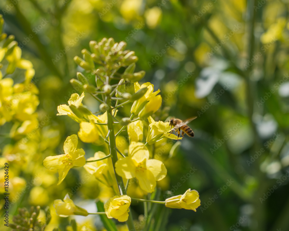 Honey Bee collecting pollen from bright yellow flowers.