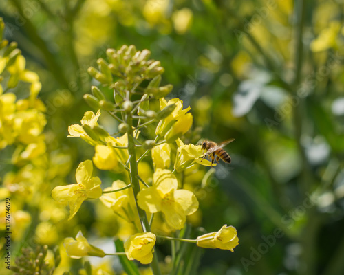 Obraz na płótnie Honey Bee collecting pollen from bright yellow flowers. w salonie