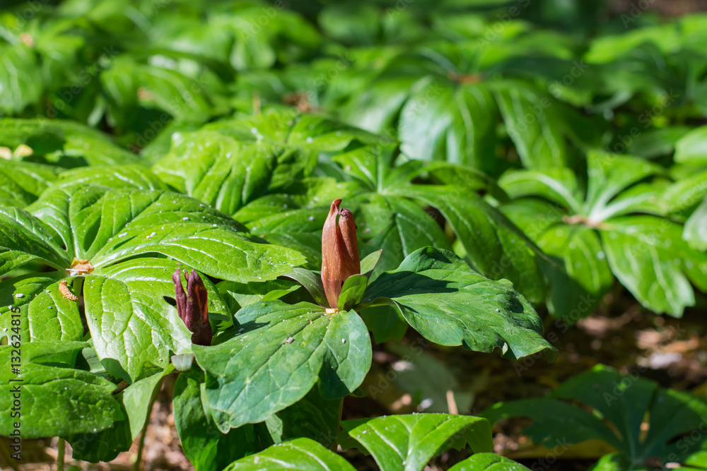 Trillium and May apple. Spring wildflowers. Green nature.