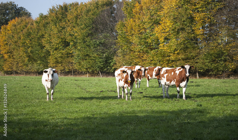 Gruppe von Kühen auf einer Weide im Herbst in Schleswig-Holstein Gruppe von Kühen auf einer Weide im Herbst in Schleswig-Holstein