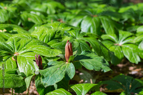 Obraz na płótnie Trillium and May apple. Spring wildflowers. Green nature. w salonie
