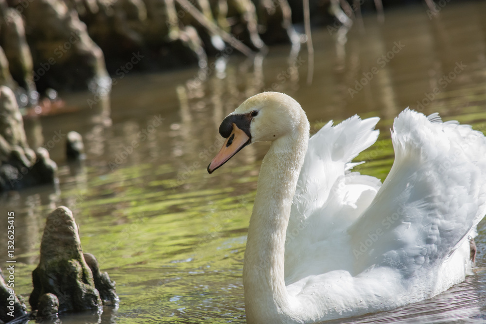 White Swan swimming in Cypress swamp. Cool water birds.