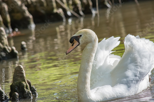 Obraz na płótnie White Swan swimming in Cypress swamp. Cool water birds. w salonie