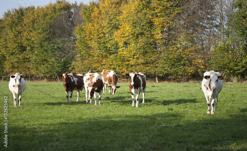 Kuhherde auf einer Weide im Herbst in Schleswig-Holstein 