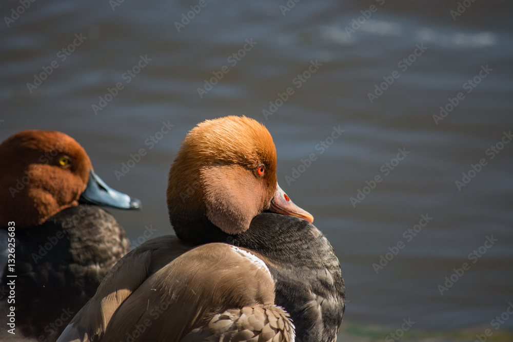 Red eyed ducks. Nature up close. Cool water birds.