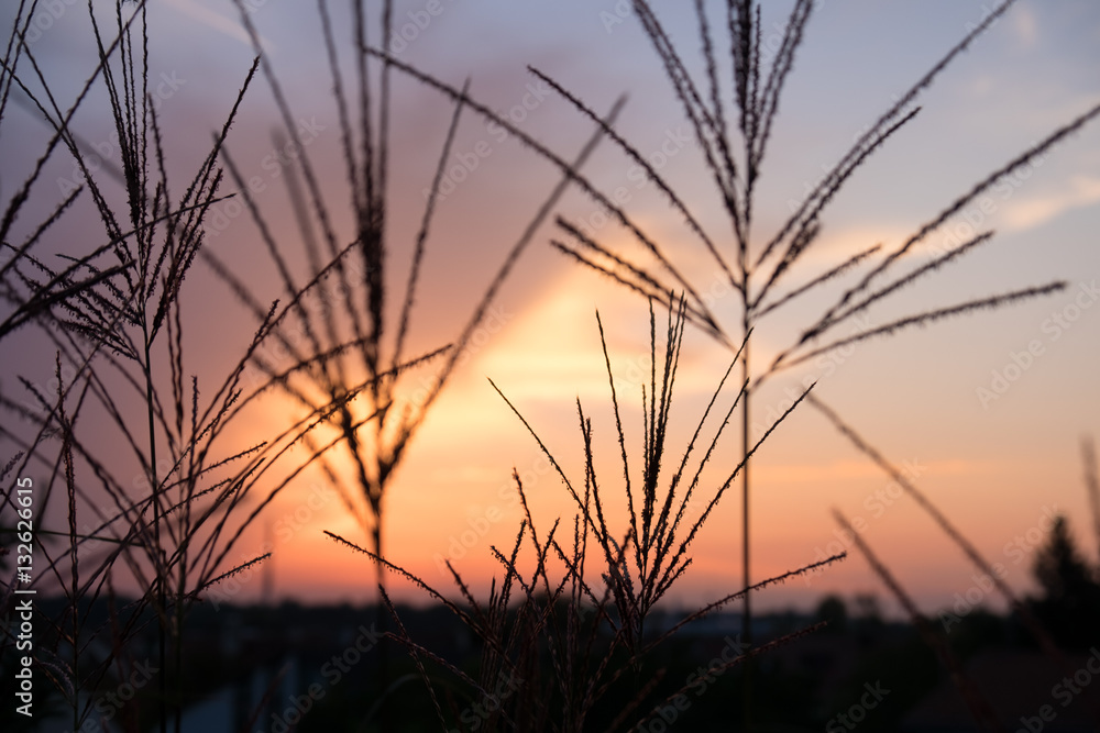 Sonnenuntergang, Himmel, Meditation, Gräser, Träume, Natur