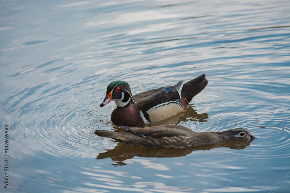 Interesting duck behavior. Mating pair of Wood Ducks on reflective blue water.