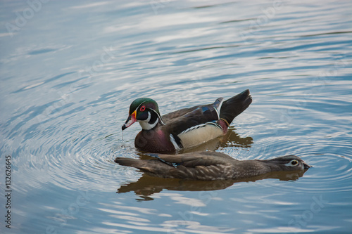Obraz na płótnie Interesting duck behavior. Mating pair of Wood Ducks on reflective blue water. w salonie