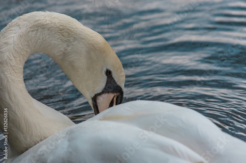 White Swan close up on water.  Cool nature.  Water bird. 